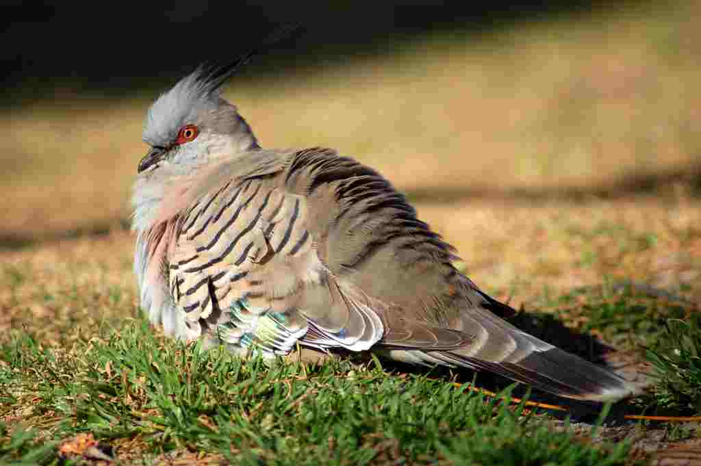 Crested Pigeon, Port Macquarie