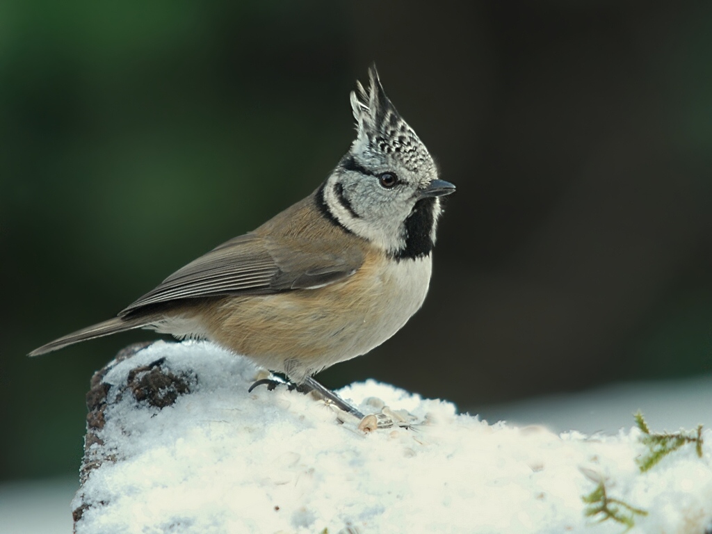crested1119 hf