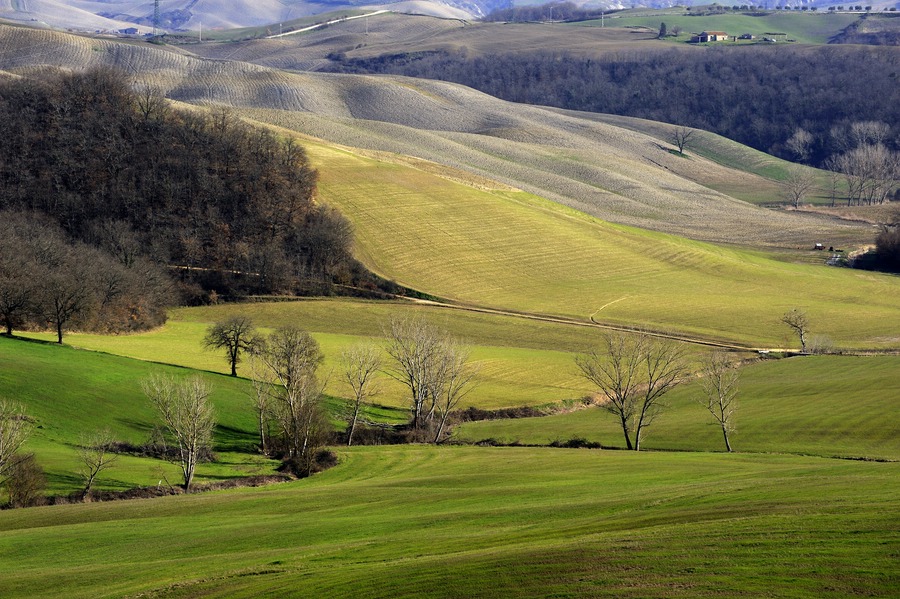 Crete senesi #27