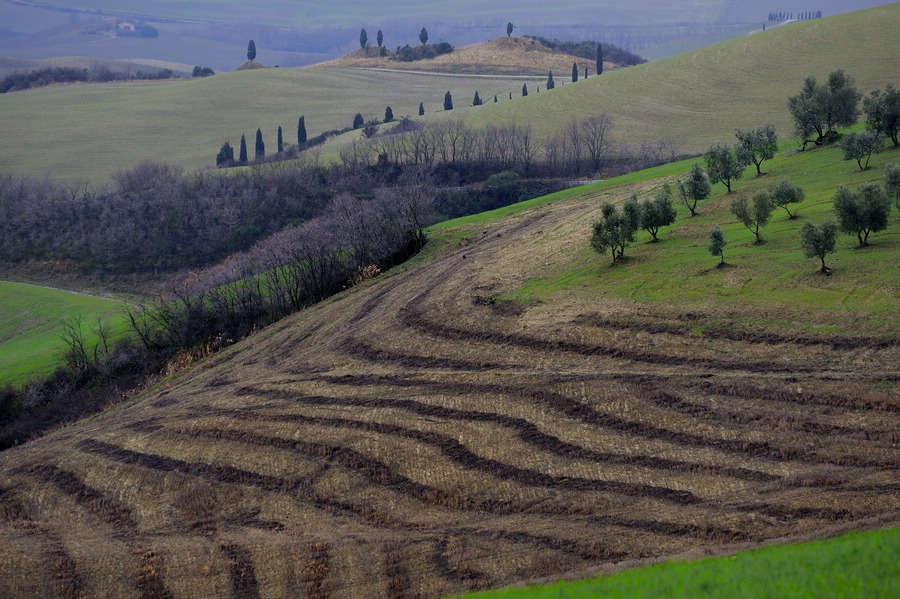Crete Senesi #32