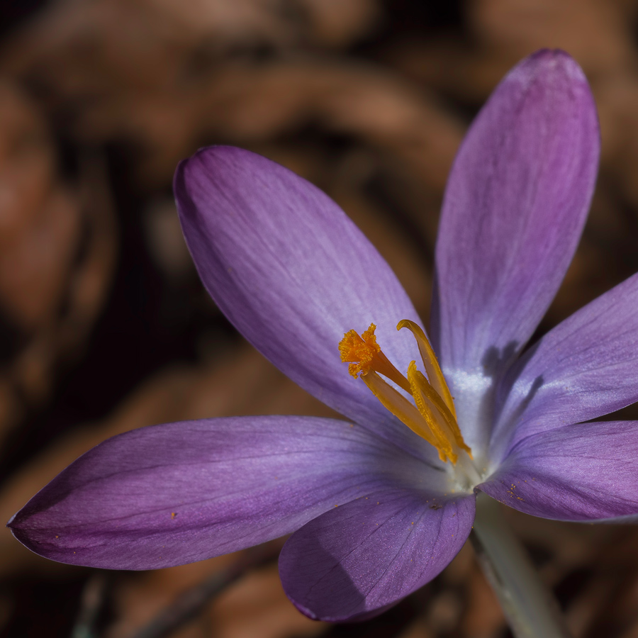 crocus botanicus