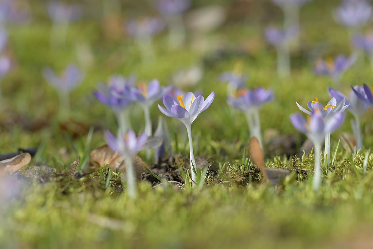 CrocusVernus_D500_1200x800_DSC0644.jpg