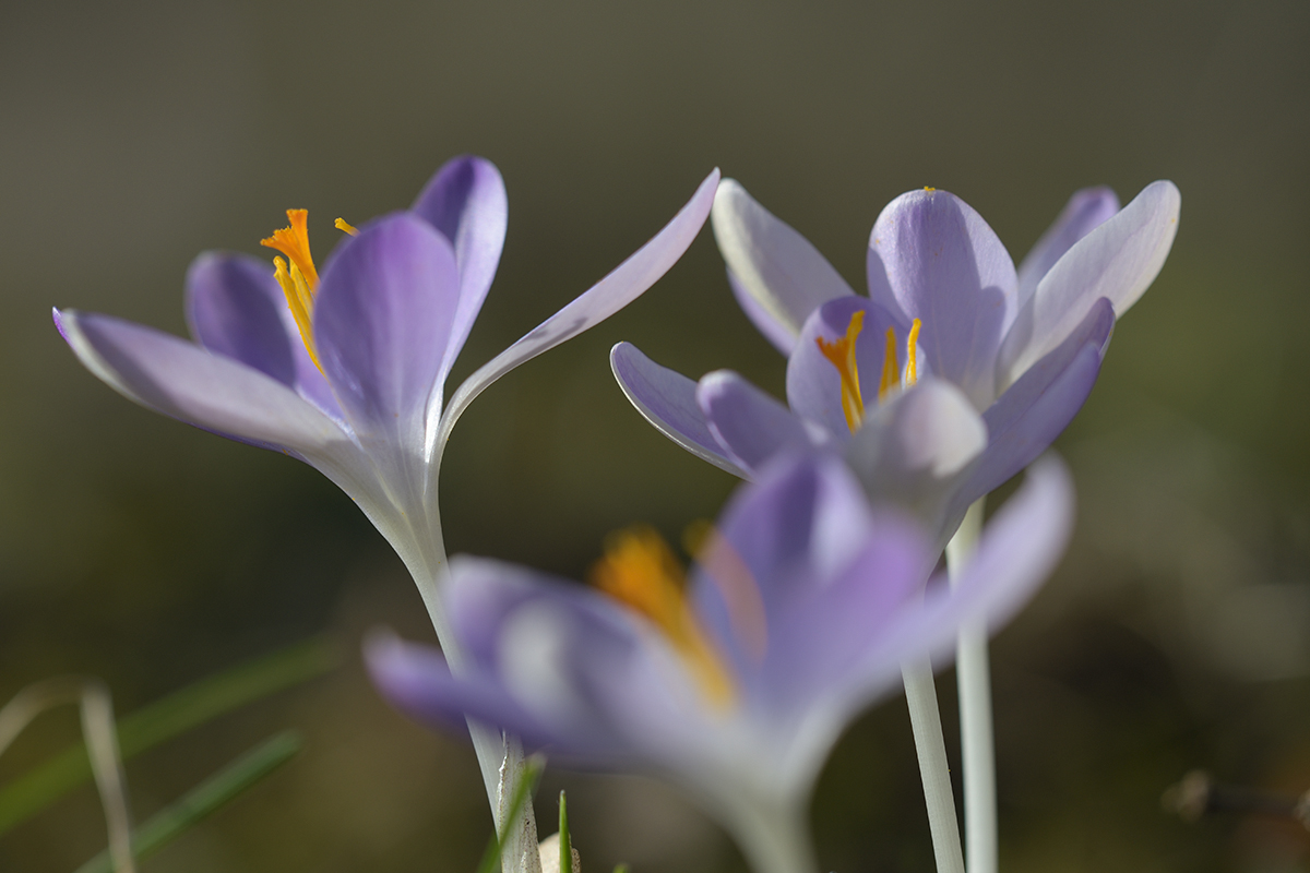 CrocusVernus_D500_1200x800_DSC0646.jpg