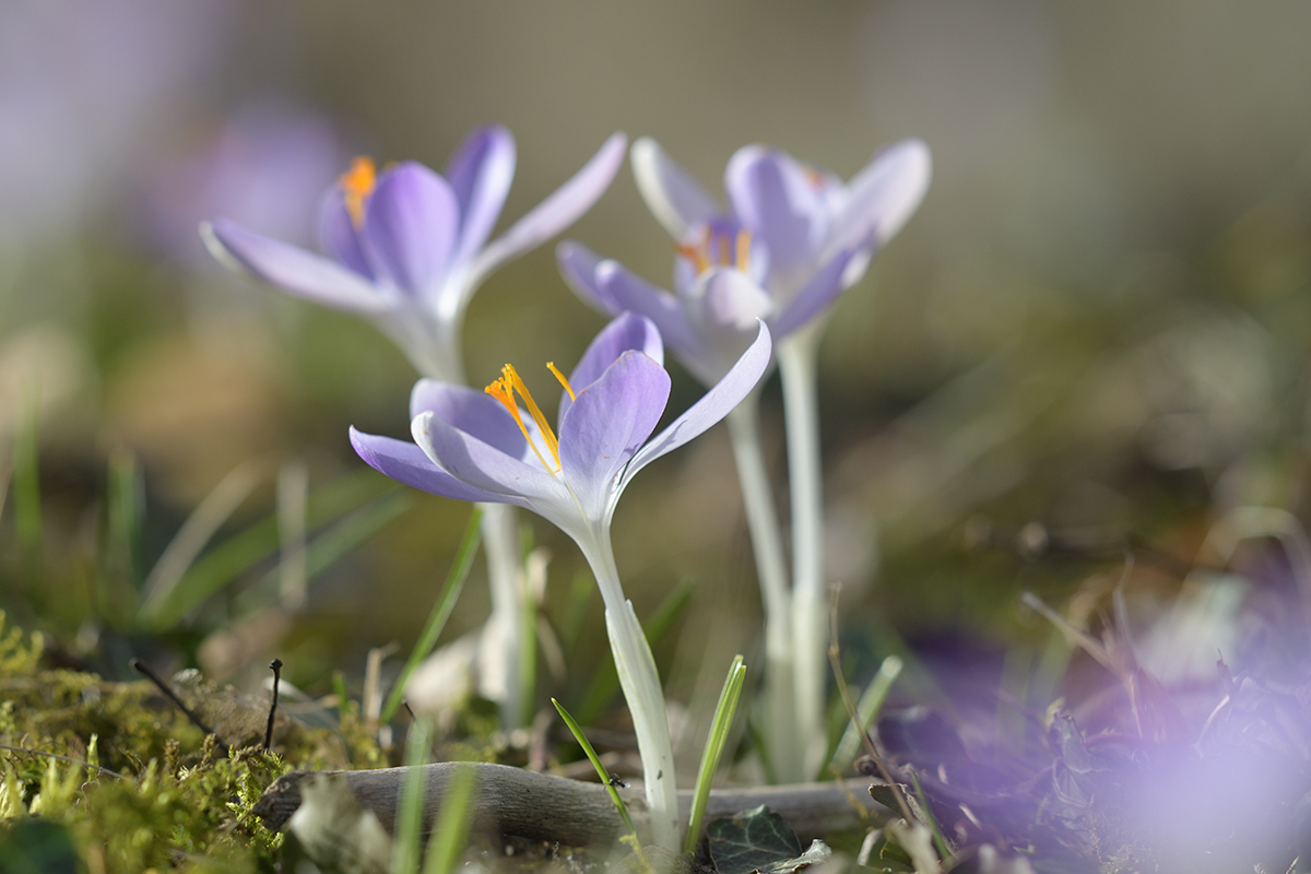 CrocusVernus_D500_1200x800_DSC0647.jpg