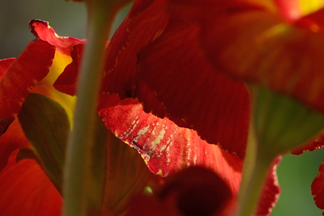 crop 12MP