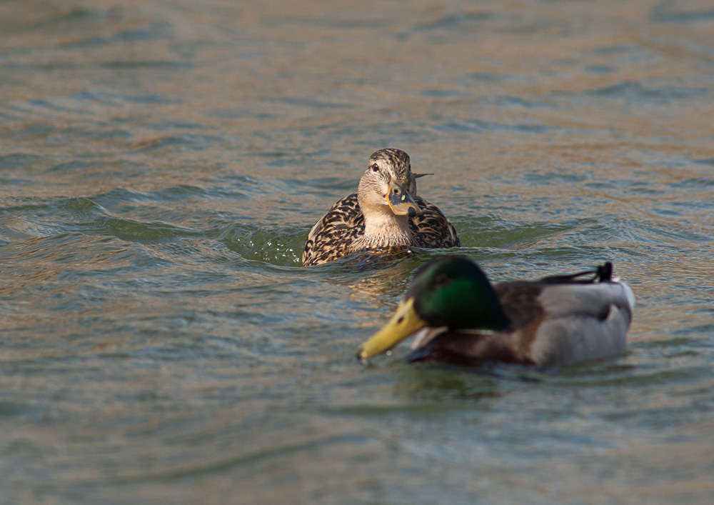 Crop aus D70s und 300mm f4 AF