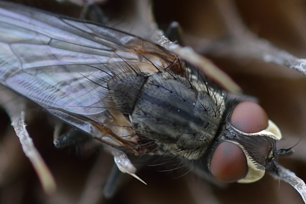 Crop mit Fliege