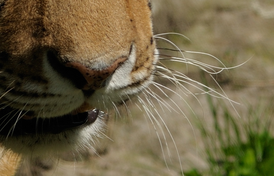 Crop TIger