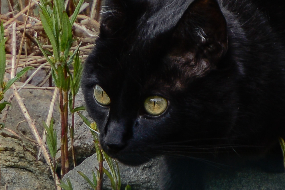 Crop von Nachbars Katze, 70-200 VRII + 2 fach Konverter