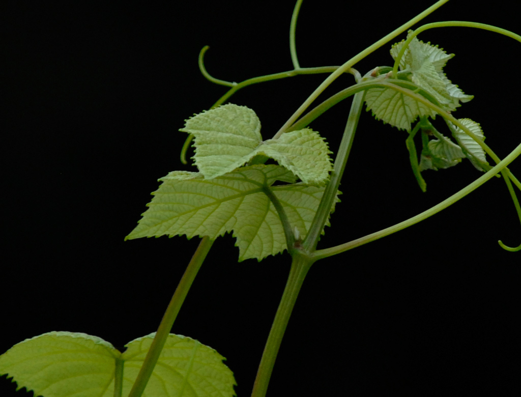 crop