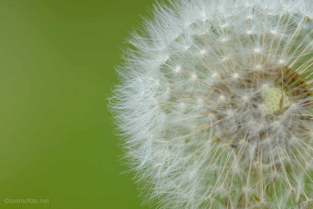 crop2