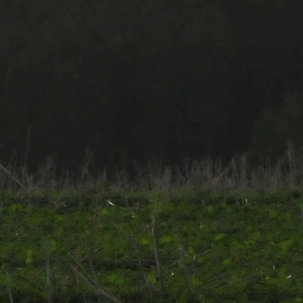crop2