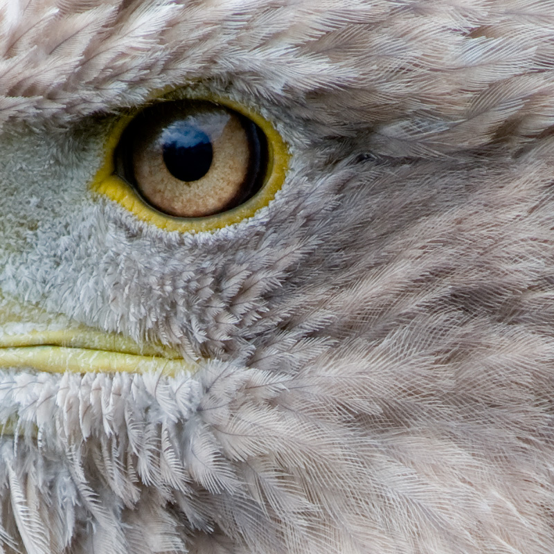 crop2