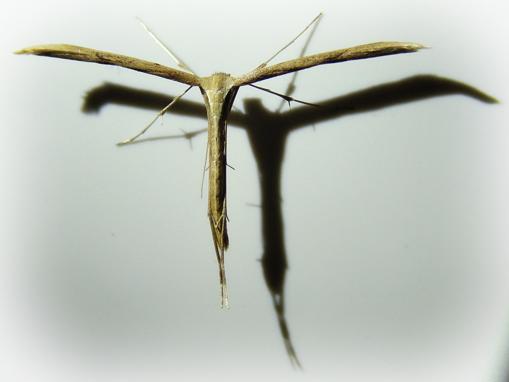 Crucifie me - Federmotte (evt. Stenoptilia pterodactyla)