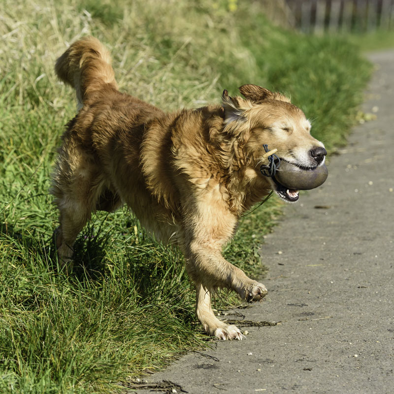 Crusoe als Schlafwandler