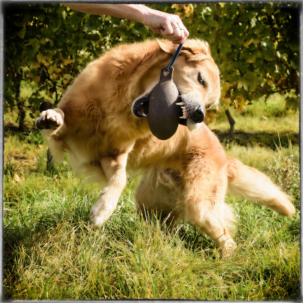 Crusoe im Sprung. Die schönen Zähne sind auch für Zahnwerbung geeignet.
Das Foto wurde mit Color Efex Pro 4 bearbeitet.