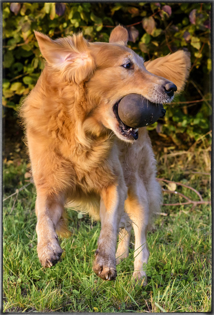Crusoe in der Abendsonne.
Das Foto wurde mit Color Efex Pro 4 bearbeitet.