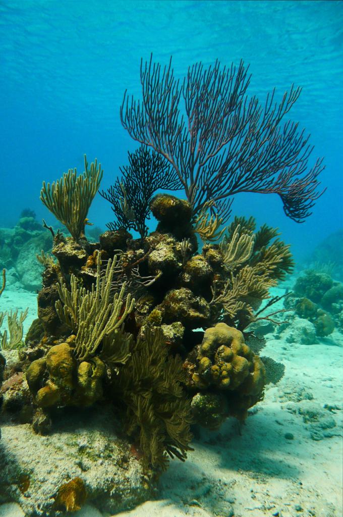 Cuba 
Unterwasserbild