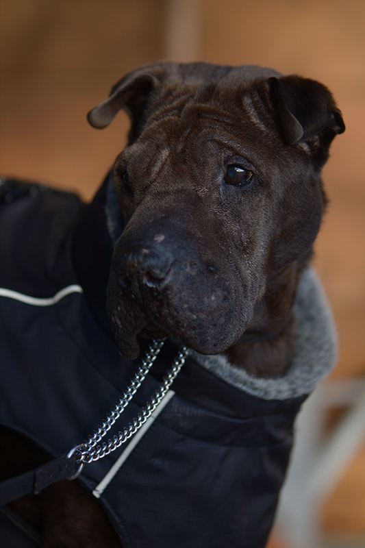 CUK 0997 cukbilder.KOseelenhund