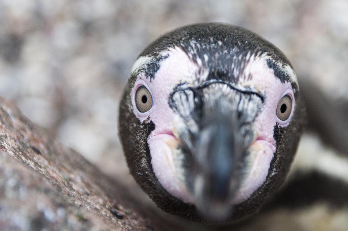 curious
