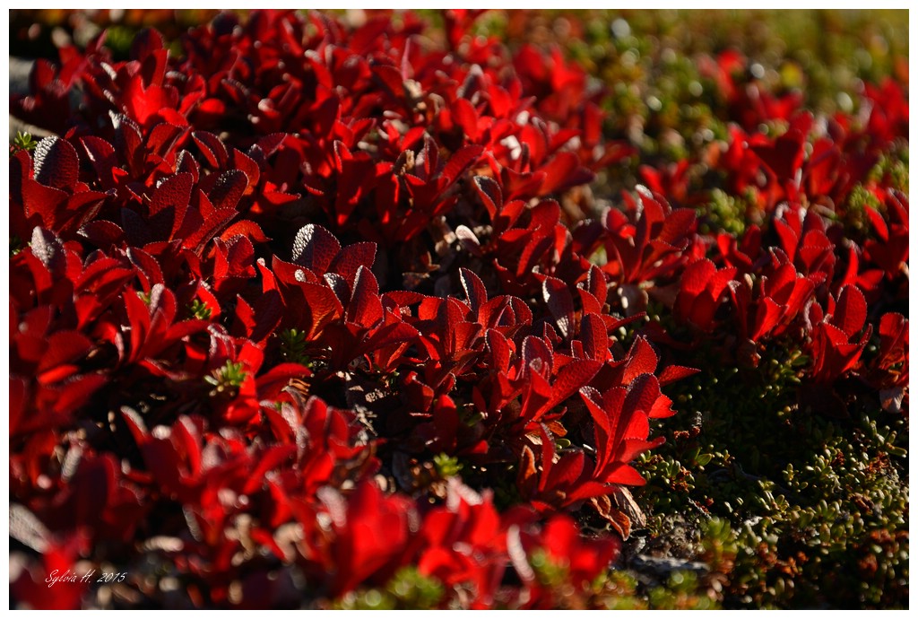 cXSH 6491 der Herbst beginnt