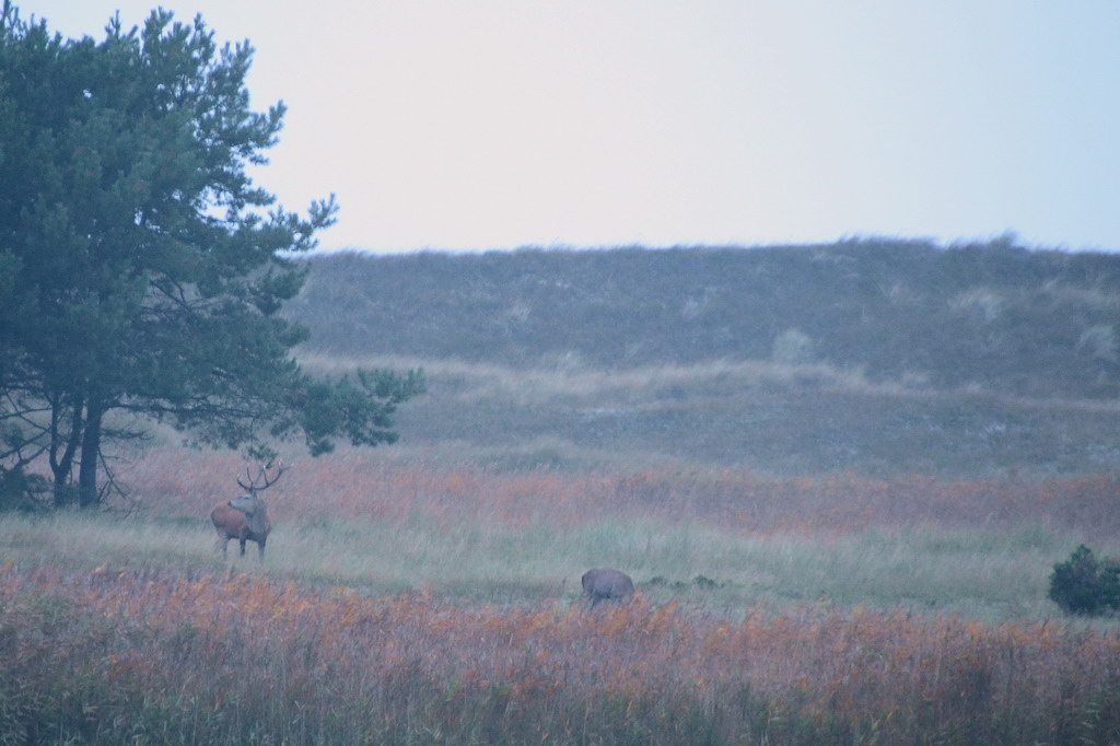 Dünenhirsch