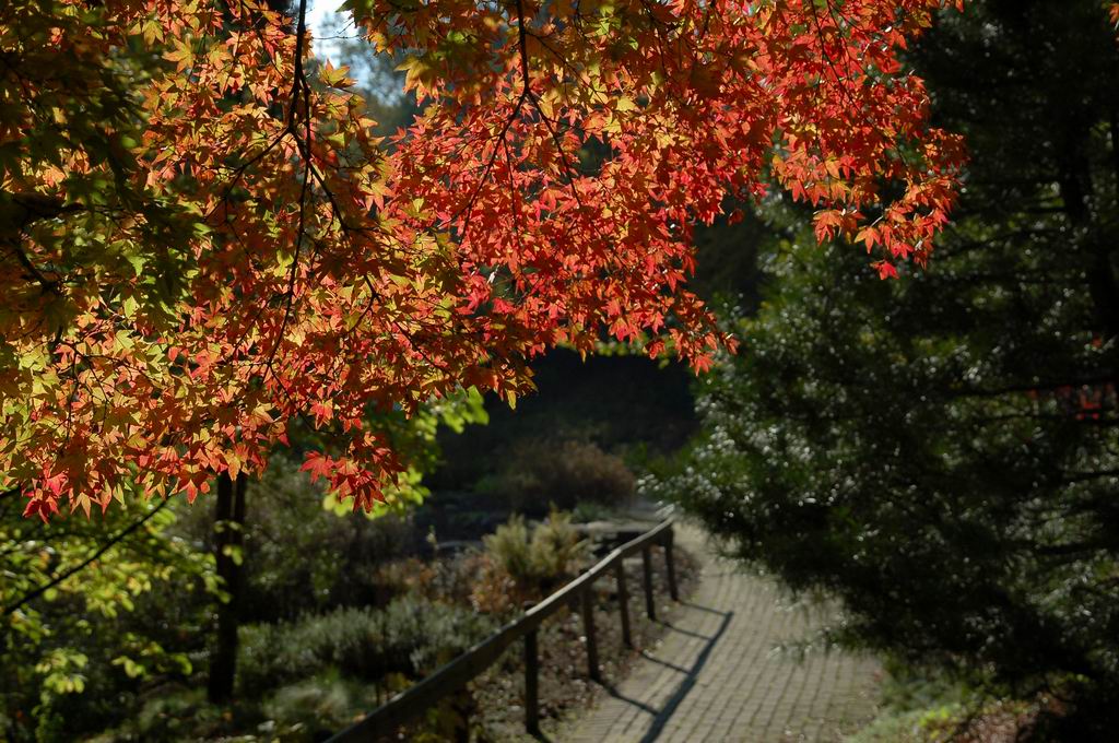 D Herbstgluehen
