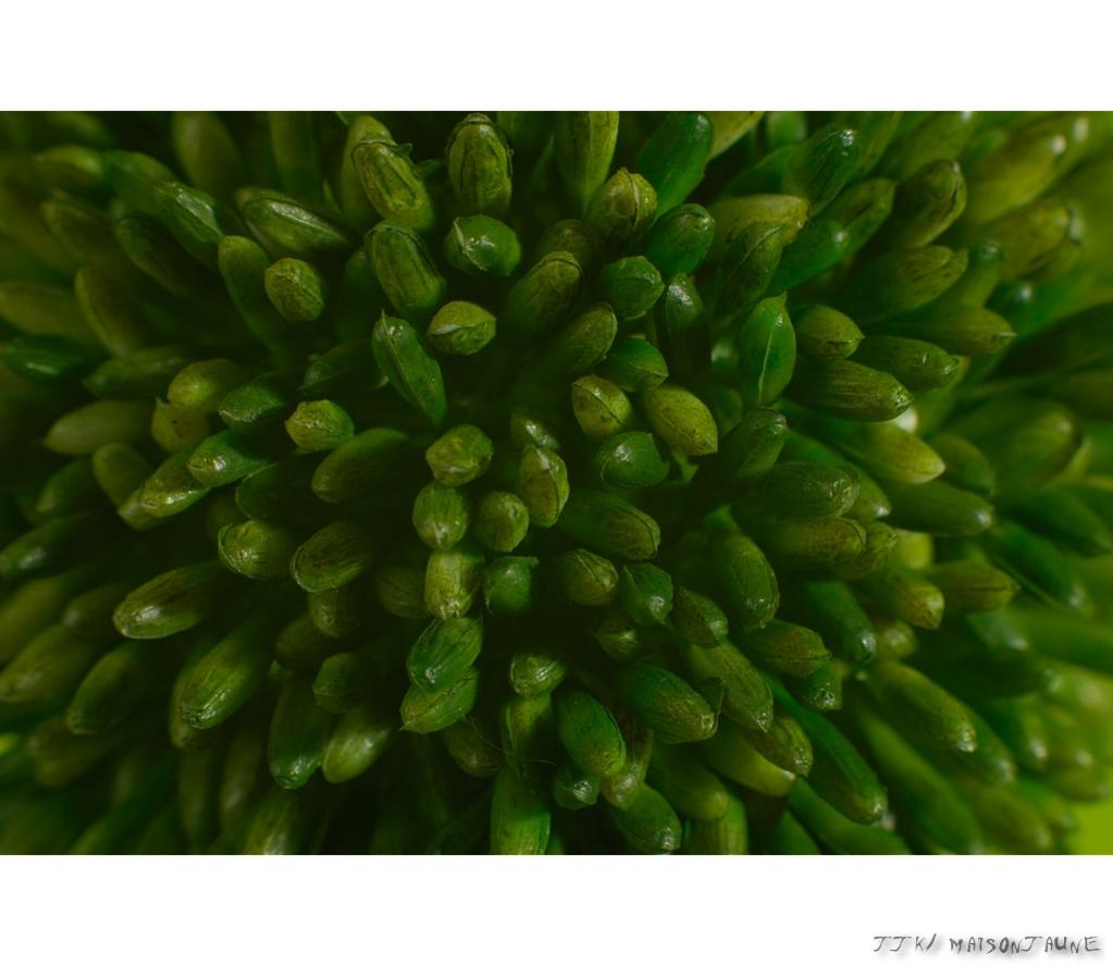 D200, AF DC f2.0/135mm, Novoflex Automatik Balgen, SB 24, Sambesi Group Softbox von 7:30, SB 800, Sambesigroup Abschirmklappe mit Wabenfilter von 4:00