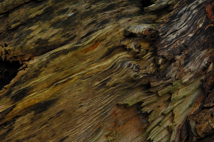 D2X 4304 web