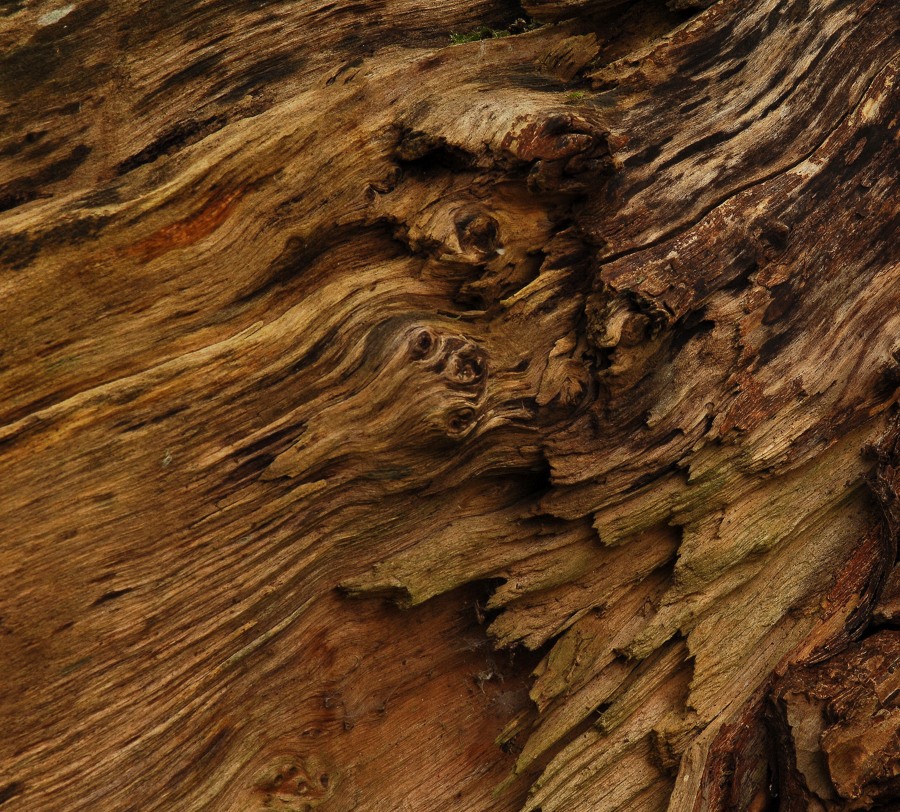 D2X 4306 crop