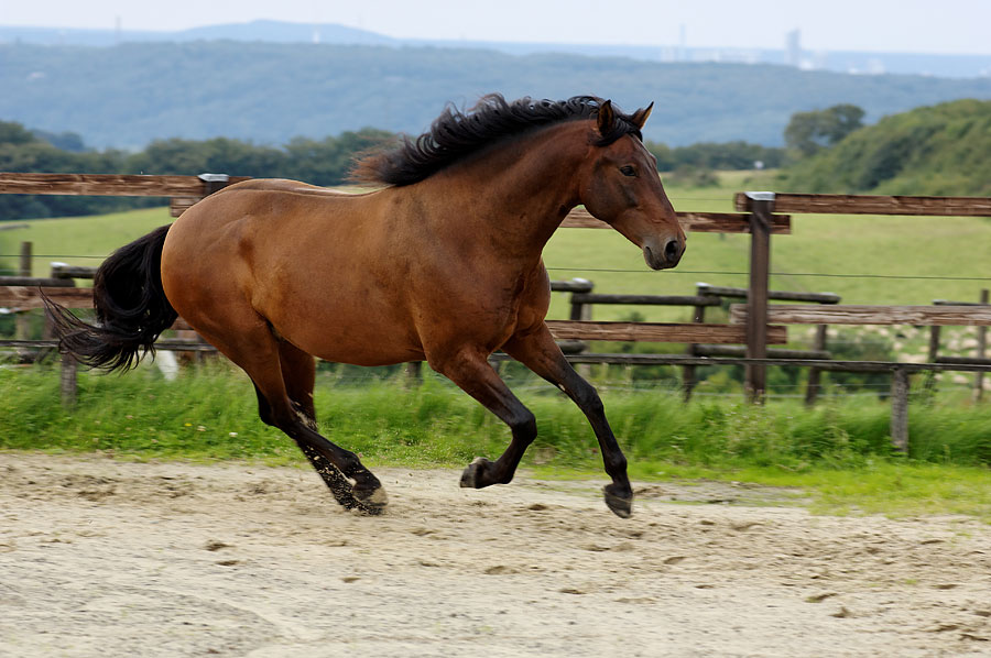 D2X 4708 DxO raw