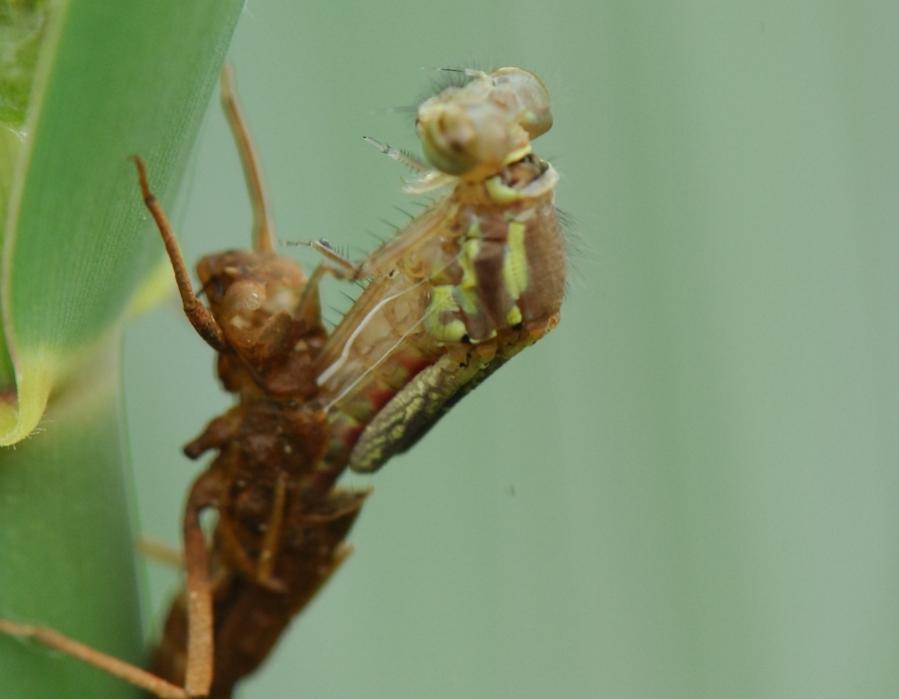 D2X 5231 web
