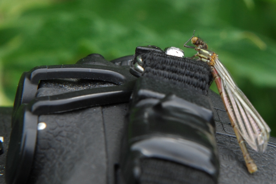 D2X 5255 web