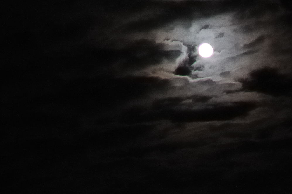 D30 0779crop
