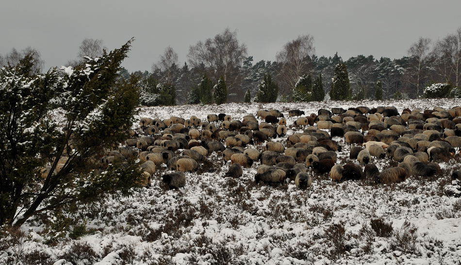D30 3892f:  Heidschnucken, Lüneburger Heide, Oberhaverbeck