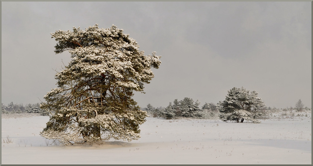 D30 4105f  Lüneburger Heide, 02/2010