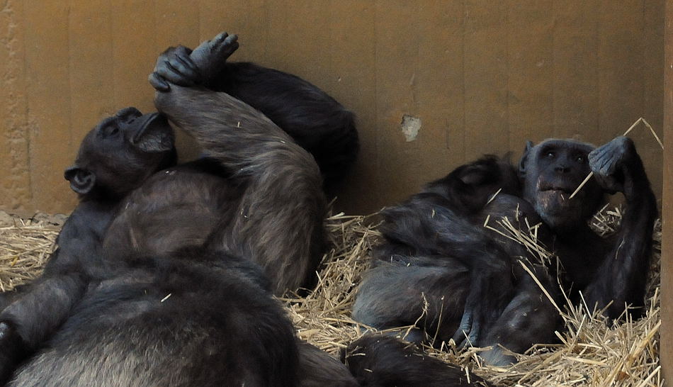 D30 5023f:  Schimpansen, Zoo Hannover