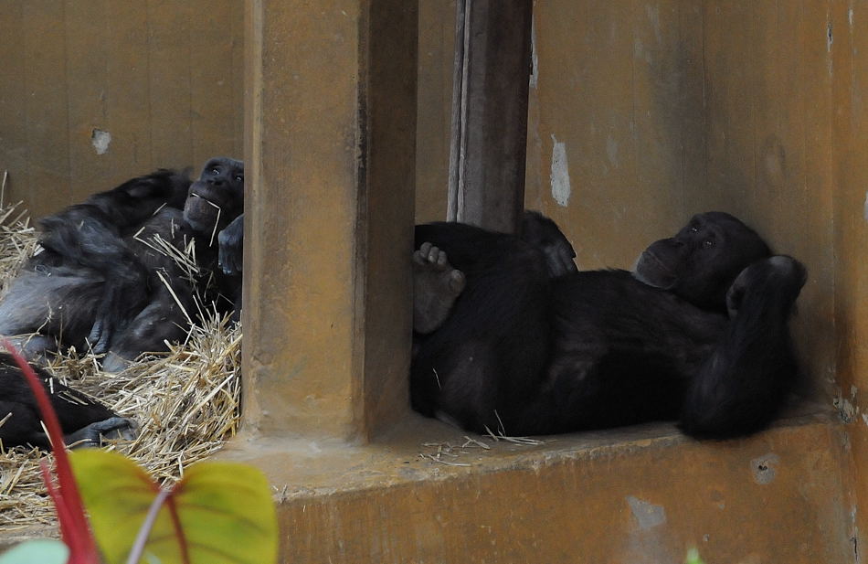 D30 5024f:  Schimpansen, Zoo Hannover