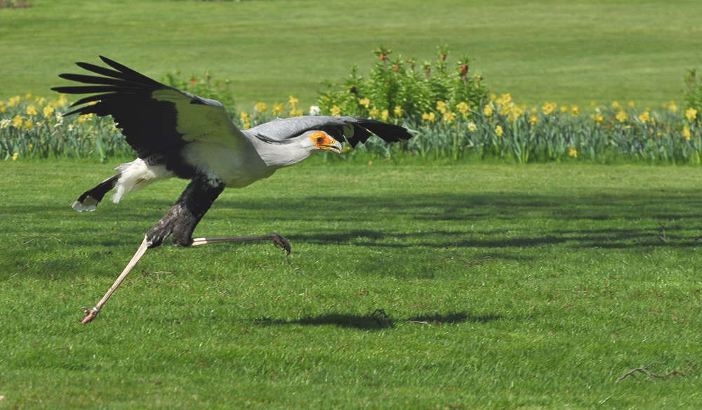 D30 7665f: Sekretär; Vogelpark Walsrode