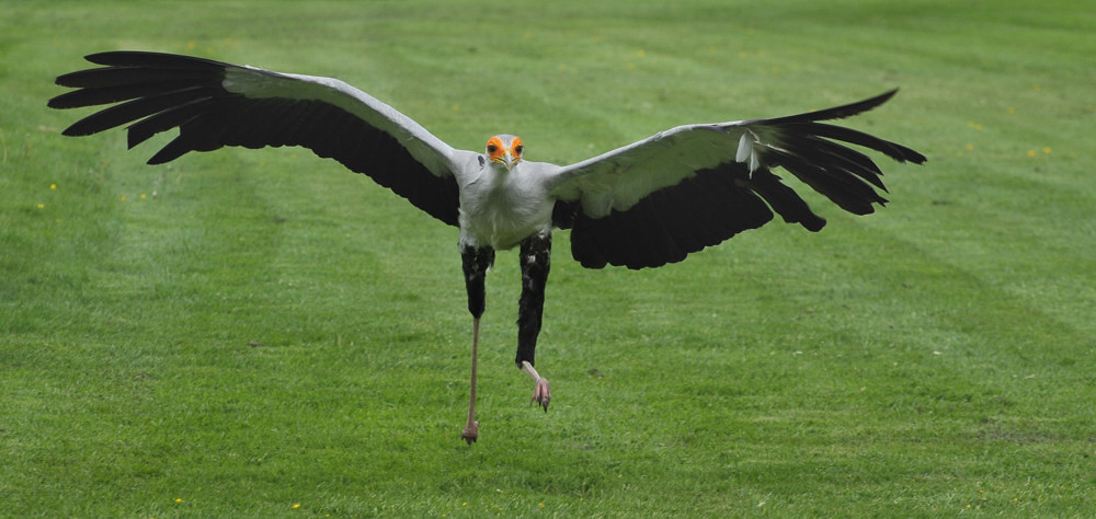 D30 8212a f2:  Sekretär, Vogelpark Walsrode