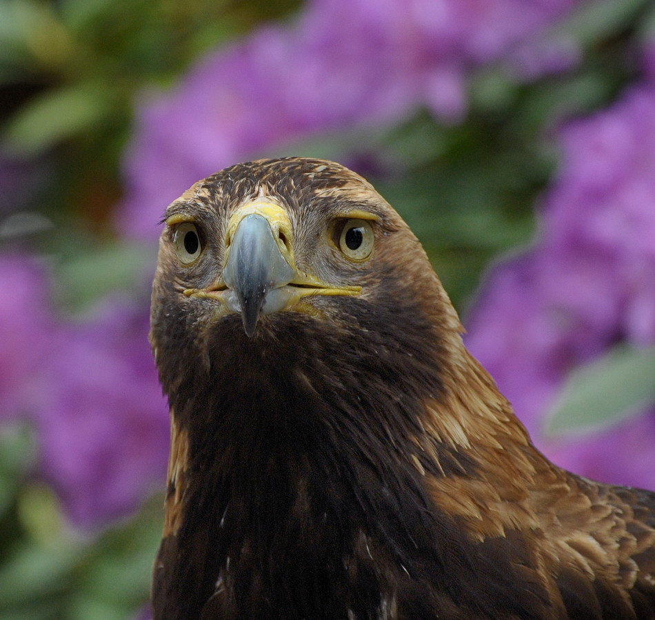 D30 8239a f:  Kaiseradler, Vogelpark Walsrode