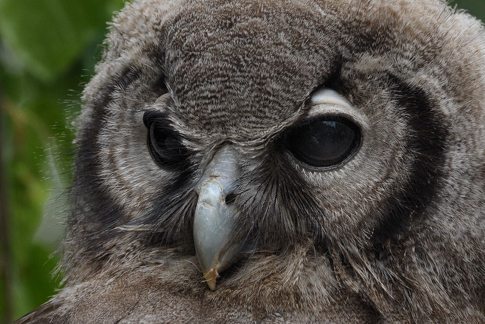 D30 8250b f: ?-Kauz, Vogelpark Walsrode
