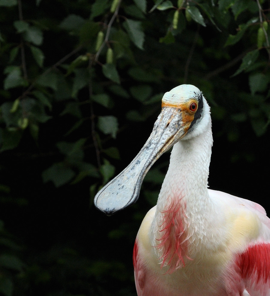D30 8376a f:  Löffler, Vogelpark Walsrode