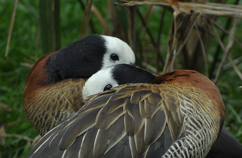 D30 8379a f2:  Witwenenten, Vogelpark Walsrode