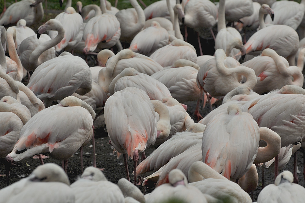 D30 8386a f:  Flamingo-Gehege, Vogelpark Walsrode