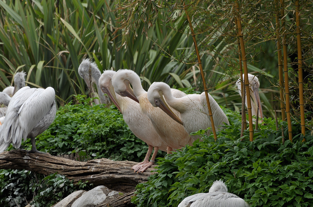 D30 8404a f:  Rosapelikane, Vogelpark Walsrode