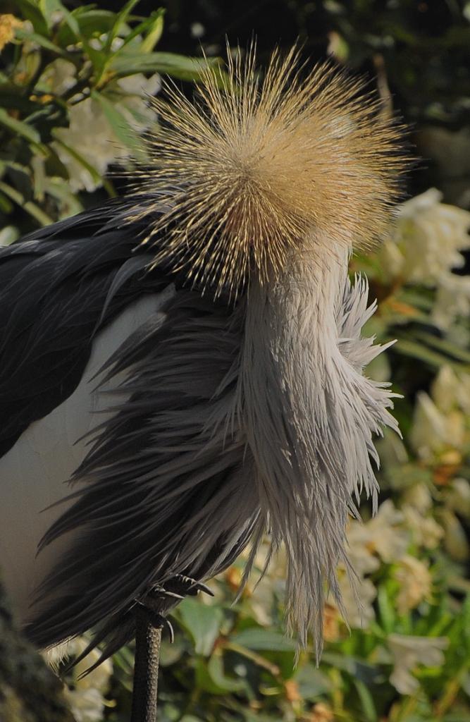D30 8445a f:  Kronenkranich, Vogelpark Walsrode