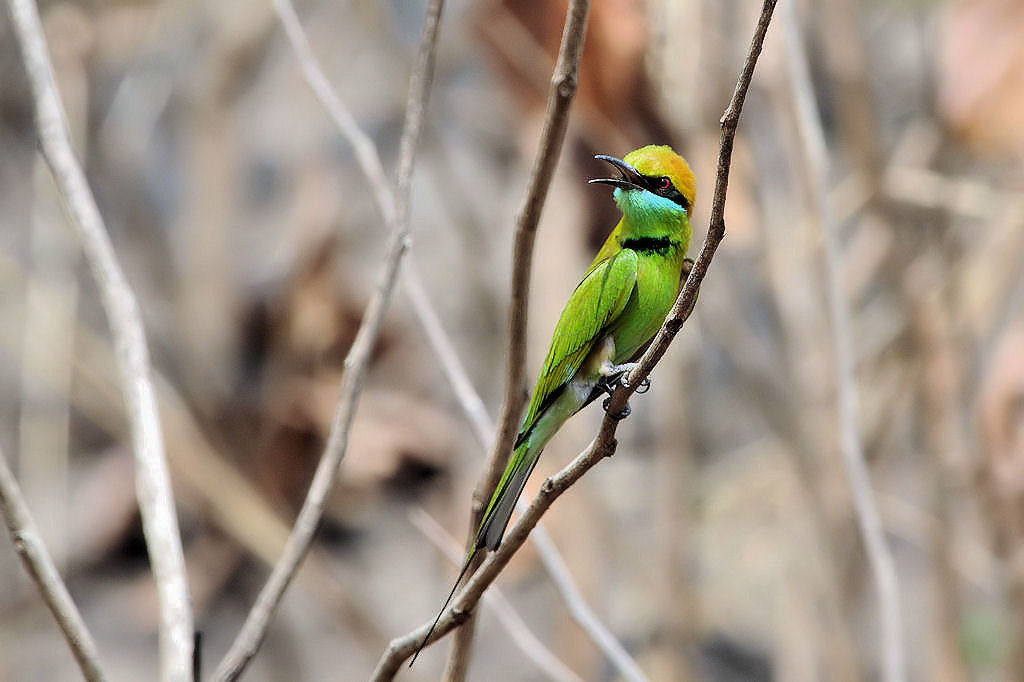D30 Green Bee Eater