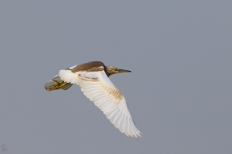 D300 DSC11525 NFF