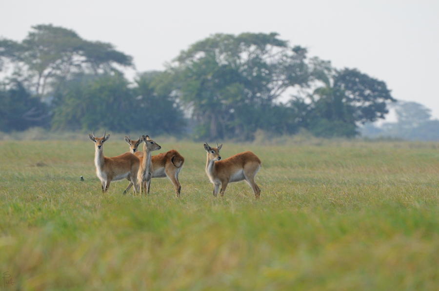 D300 DSC11598 NFF